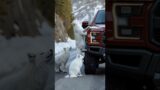 A fox's heroic act saves a car driver from danger #dog #rescue #shorts