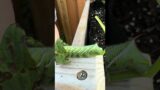 A little critter likes my tomato plants !