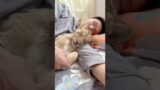 A man rescues a lion cub #lion #shorts #animals #rescue #cute