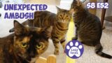 An Unexpected Ambush, Mail Time, Christmas Countdown Treats – S8 E52 Lucky Ferals Cat Vlog