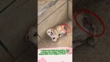 Animal Rescue: Trust Restored – A Puppy's Road to Recovery #animallover #pets #rescue #cat #catlife