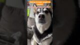 Animals talking caught on camera #animals #foryou #nature #shorts #lol