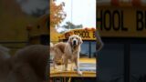 Animals' Warning Signals to Humans” #animals #rescue #dog