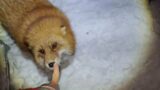 Apollo Fox plays in the snow tonight!