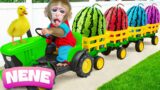 Baby Monkey NeNe Drive Tractor To Harvest CoComelon Rainbow Watermelon With Duck |NENE ANIMAL MONKEY