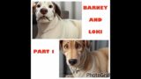 Barney & Loki two emaciated dogs left dumped and terrified begin their new lives. #rescuedogs #dogs