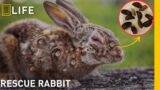 Brave Rabbit Rescues: Removing Larvae for a Better Life | Animal rescue compilation