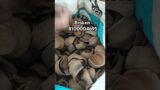 Broken #shorts #crunchyclay #viralvideo #diy #claypot
