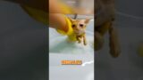 Cute Kitten Survived Tyranny #rescue #animals #animalrescue