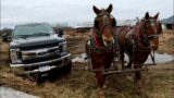 DRAFT HORSES TO THE RESCUE…  that stupid truck is STUCK AGAIN!!!! #719