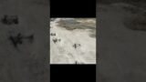 Dinosaur Tracks uncovered because of drought at Dinosaur Valley Glen Rose, Texas #dinosaur #tracks