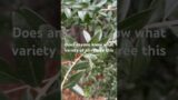 Does anyone know how to make this olive tree produce olives?