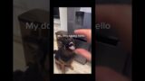 Dogs Talking For A Minute #dog #talking #barking #pets #funny #crazy #youwontbelieve #love #puppy