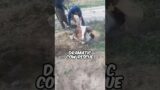 Dramatic Cow Rescue: Trapped in a Tiny Hole and Saved Against All Odds!