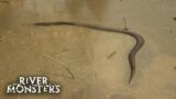 Electric Eels, Stingrays and Shark-like Wolf fish in the Amazon | River Monsters