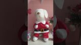 Fantasia Noel
