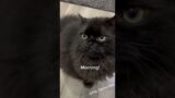 Funny Pets | 2024 Funny Dogs And Funny Cats Videos 1 #cat #cats #funnycat