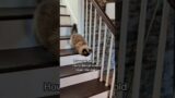 Help is on the way, dear, chatty cat Nonna to the rescue! #cat #talkingcat #persiancat #seniorcat