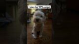 He’s A Troublemaker! #shorts #cute #dog #funny #comedy #cooperthedoodle #cutedog #puppy