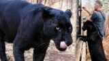 How to Move LEOPARDS | The Lion Whisperer