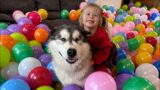 Husky Reacts To Room Full Of Balloons!! What Will He Do??