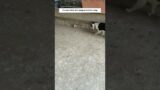 I spotted a little bird getting bullied by a dog.#animal #rescue #pets #touch #touching #eagles