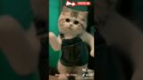 Kucing lucu goyang