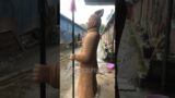 Life Size  Antique Qin Terracotta Warrior Solider Replication Statue#sculpturefactory #terracotta