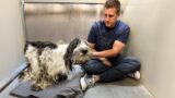 Matted, Hungry Dogs are Showing Up In Odd Places and NO ONE Knows Why