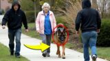 Men Invade Home of Elderly Woman Without Knowing Her Rescued Dog Was A Former Police Officer…