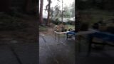 Monsters Ate the Jay Birds #funny #naturefam #scary