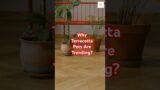 Most Interesting Facts About Terracotta Pots! #shorts