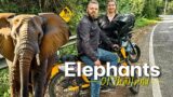 Motorcycle Tour Chiang Mai – Crossing the Line with Elephants?