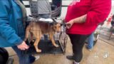 Pilots to the Rescue flying dogs to New York