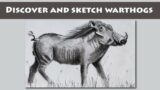 #Puumba: Learn All About African Warthogs and How to Draw One (Like in The Lion King Movie!)