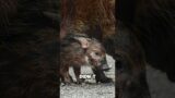 Red River Hogs: The Jungle’s Sneaky Troublemakers #shorts #animalfacts #sciencefacts #shortsviral