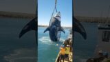 Rescue Vessel Releases Stranded Giant Shark#Back to the Sea#Rescue Vessel#Stranded Giant Shark