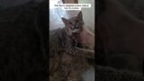 Rescue a baby bobcat #animalshorts #shortvideo #animalrescue