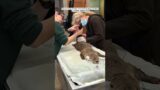 The injured otter was rescued thanks to the kindness of strangers #animalshorts #shortvideo
