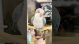 The parrot that asked for help. #shortvideo #pets #animals #parrot #amazing #rescue #healing #fyp