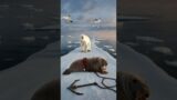 The sailors arrived just in time to successfully rescue an injured walrus