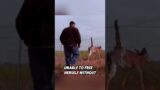 This mother deer was rescued by a kind person, and then this happened #rescue #deer
