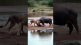 To the rescue #youtubeshorts #lion