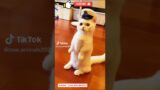 Waw anak kucing lucu