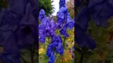 Wolfsbane Plant#Aconitum#napellus #Monkshood#Shorts #nature #flowers #nature #trending #tlilac