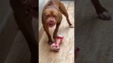 #beats #hiphop #music #piano #typebeat #breakingnews #puppy #canecorso #funny