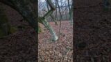 #forest #winter #cold #video #travel #subscribe #hunting #dogs