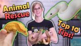 10 Tips for Running a Reptile Rescue!