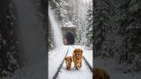 Animals' Warning Signals to Humans” #animals #rescue#dog