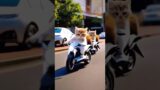 Cute troublemaker kitten of cat make a tank from cardboard  #cat #cutecat #catlover